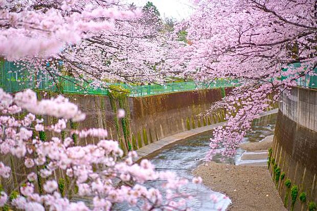 石神井川