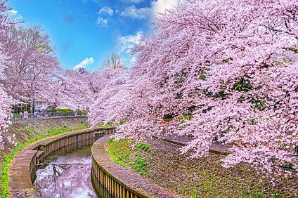 善福寺川緑地 徒歩550m