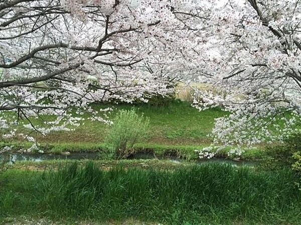 画像16:春は敷地南側の桜がとても綺麗です♪