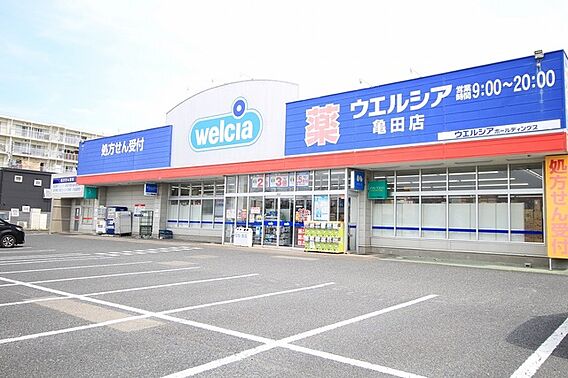 ビオラセア_周辺_2