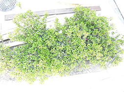 敷地内植栽☆