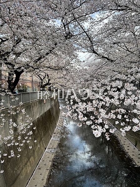 近隣の神田川沿いの桜 【ヴィラロイヤル東中野】