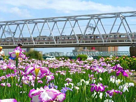 小岩菖蒲園小岩菖蒲園 540m