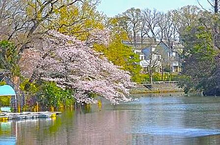 練馬区立武蔵関公園 徒歩13分 大きな池と、取り囲む自然の季節の移ろいを楽しめる