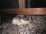 その他：中古住宅の3大リスクである、雨漏り、主要構造部分の欠陥や腐食、給排水管の漏水や故障を2年間保証します。その前提で床下まで確認の上でリフォームし、シロアリの被害調査と防除工事もおこないます。