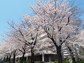 URサンヴァリエ桜堤  ｜ 東京都武蔵野市桜堤1丁目（賃貸マンション2DK・7階・49.71㎡） その1