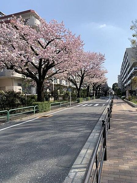 街路に咲く桜