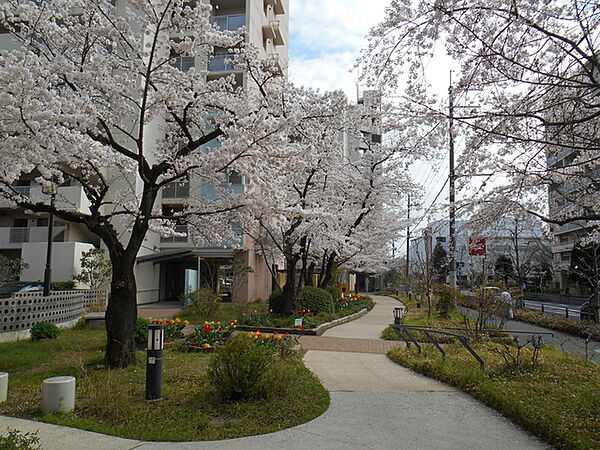 画像15:敷地内にある遊歩道と桜並木。