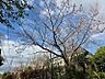 外観：【夢舞台外観】桜とのコラボレーションです
