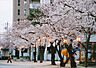 その他：夜桜