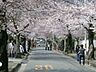 周辺：桜並木の外観