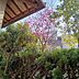 その他：春には桃の花が咲きます。