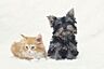 その他：一軒家なのでワンちゃんや猫ちゃんなど、ペット飼育可能な点も嬉しいですね。大切な家族と一緒に新生活を楽しんで下さい。