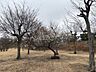 その他：【敷地内庭】敷地内の植栽が綺麗に手入れされています。管理体制の良さがうかがえます。
