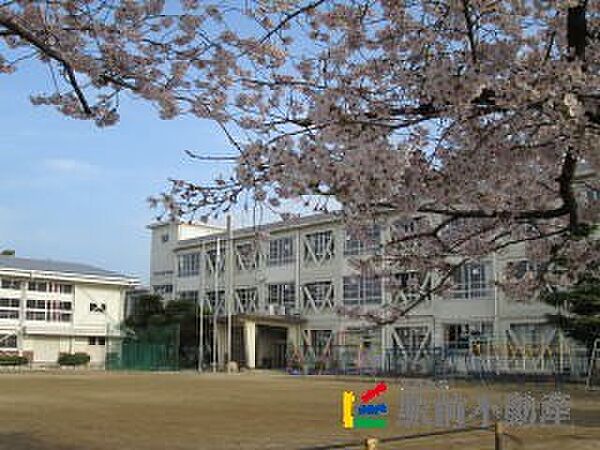 画像25:篠山小学校 校庭の桜