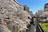 周辺：目黒川の桜並木の外観