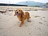 その他：★小型犬可★
