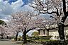 周辺：緑ケ丘霊園の桜の外観