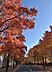 その他：マンション前面道路は吹田市屈指の紅葉の名所「三色彩道」が広がっております。四季折々の情景を感じる立地です。