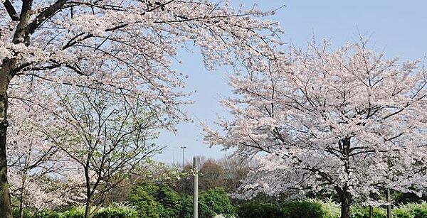 画像24:【公園】辰巳の森緑道公園まで172ｍ