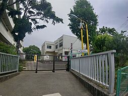 メイプルツリー