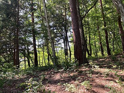 外観：木漏れ日が綺麗に差し込む土地です。