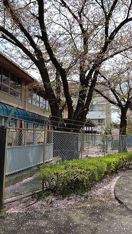 犬蔵中学校 590m