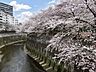 周辺：石神井川の桜並木 10m