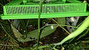 周りで蛍鑑賞ができます。