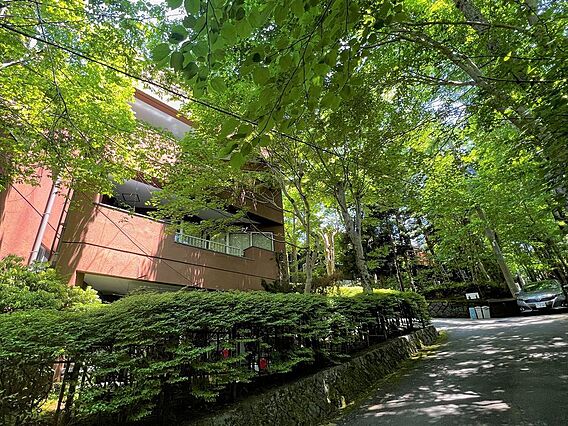 林間の清涼感と...