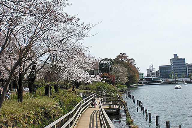 周辺 北千束スカイマンション 5階/-