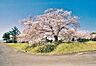周辺：笠原桜公園まで1710m、無料駐車場有　全体で500本の桜が咲き誇り、桜の開花時期にライトアップも開催しています。