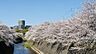 周辺：引地川沿い　桜並木まで992m、春には引地川沿いに桜が満開に咲きます。