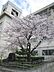 周辺：寝屋川市立第八中学校まで1568m
