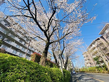 周辺の街並み 目の前は桜が咲いています。(10m)