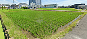 2.東切２４番