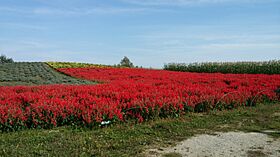 レジデンス花園 A ｜ 北海道空知郡上富良野町栄町２丁目6-43（賃貸アパート1DK・1階・28.35㎡） その13