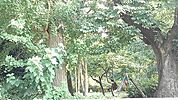 【公園】八幡公園まで400ｍ