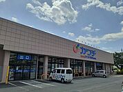 【ドラッグストア】カワチ薬品　吉沢町店まで150ｍ
